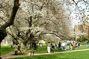 cherry_blossom_festival